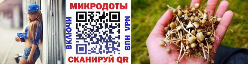 Псилоцибиновые грибы Psilocybe  даркнет какой сайт  Железногорск 